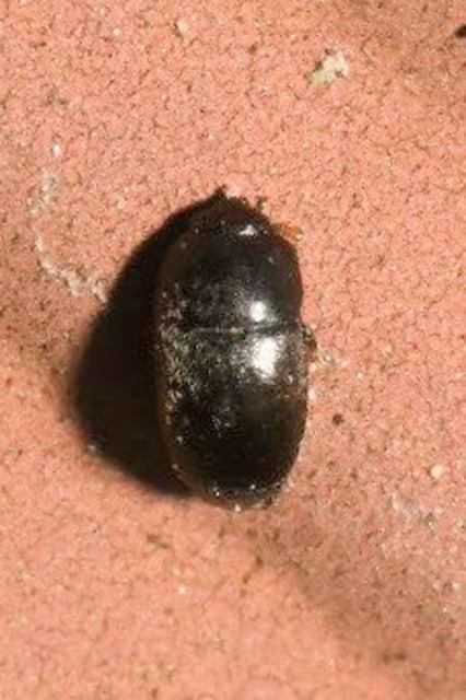 Meligethinae