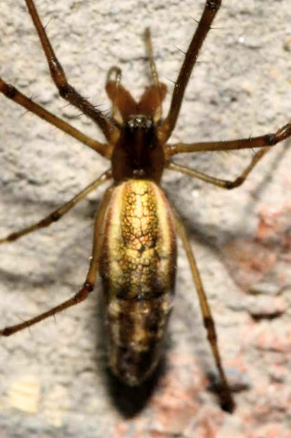 Tetragnatha