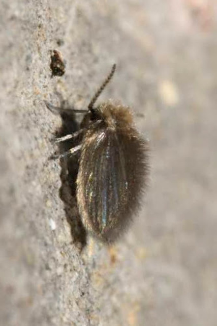Psychoda