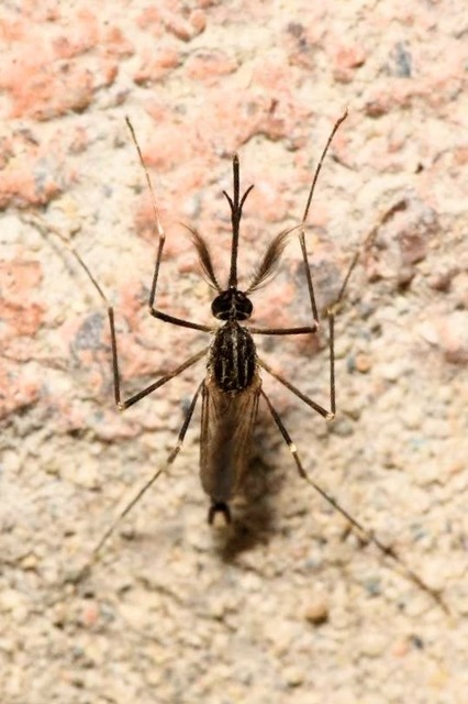 Aedes japonicus - japán bozótszúnyog