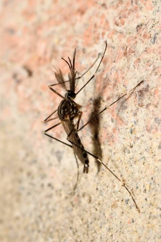 Aedes japonicus - japán bozótszúnyog