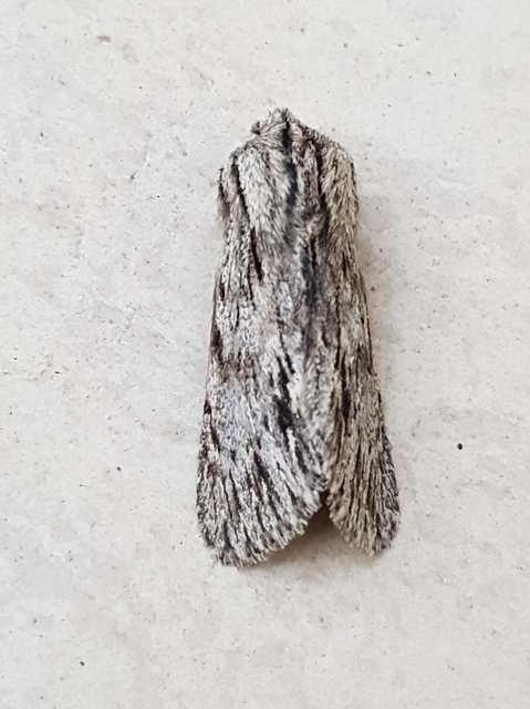 Asteroscopus sphinx - csillagnéző bundásbagoly