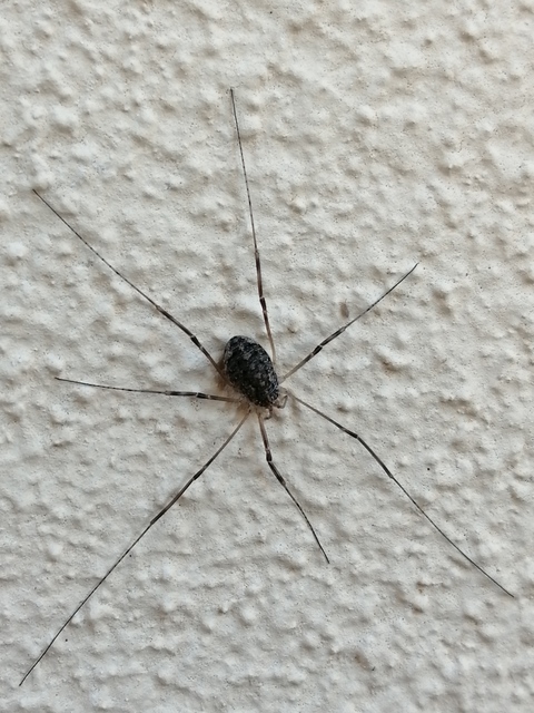 Opilio saxatilis