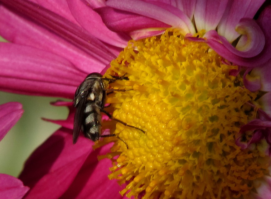 Stomorhina lunata - sáskaparazita légy