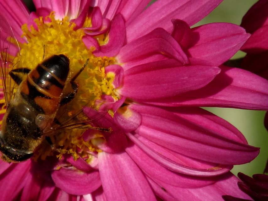 Eristalis tenax - közönséges herelégy