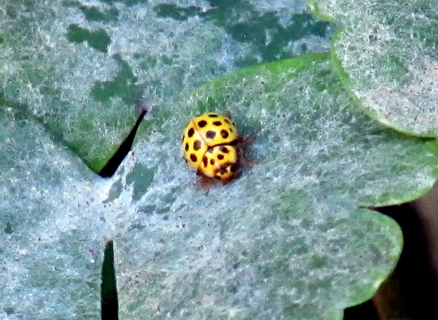 Psyllobora vigintiduopunctata - huszonkétpettyes katica