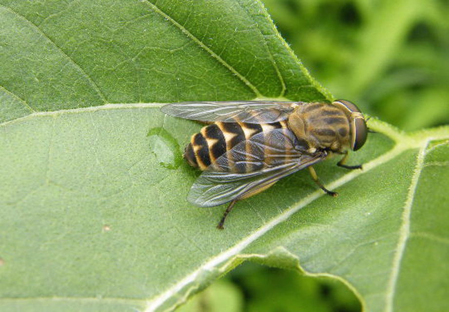 Tabanus