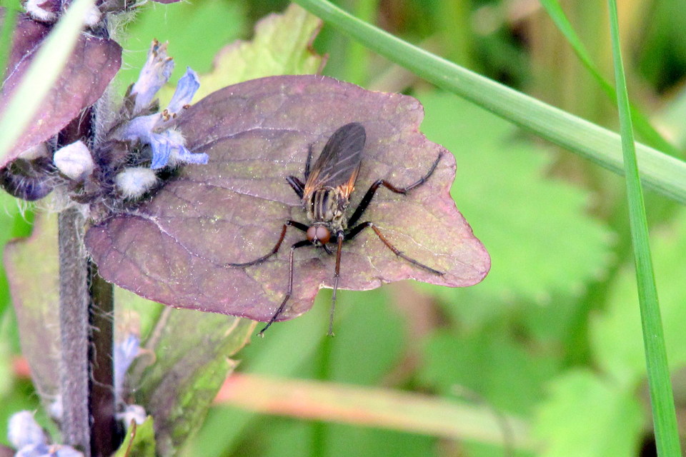 Empis