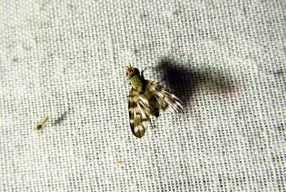 Otites centralis/guttata