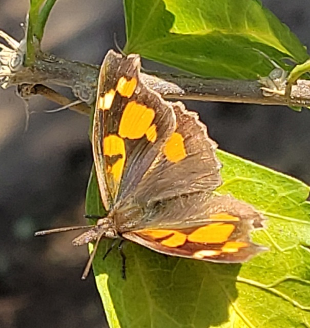 Libythea celtis - csőröslepke