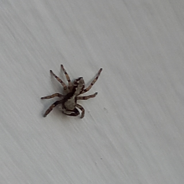 Pseudeuophrys lanigera - szobai ugrópók