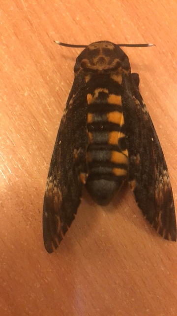 Acherontia atropos - halálfejes lepke