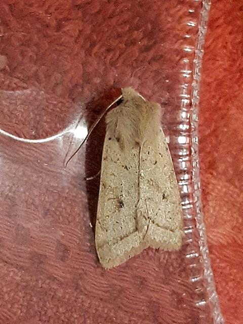 Leptologia macilenta - gyertyán-őszibagoly