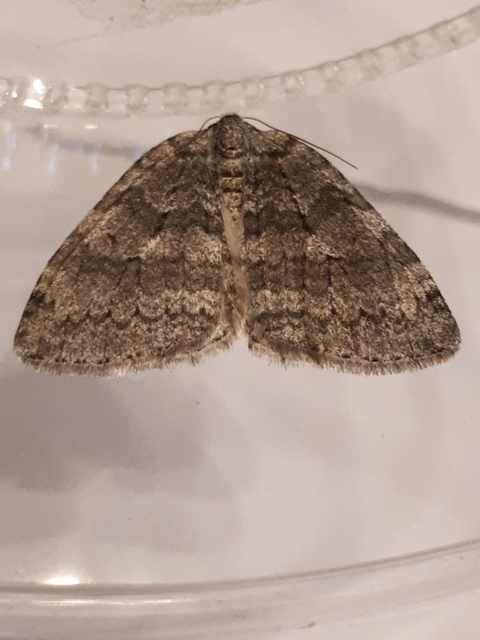 Epirrita christyi/dilutata