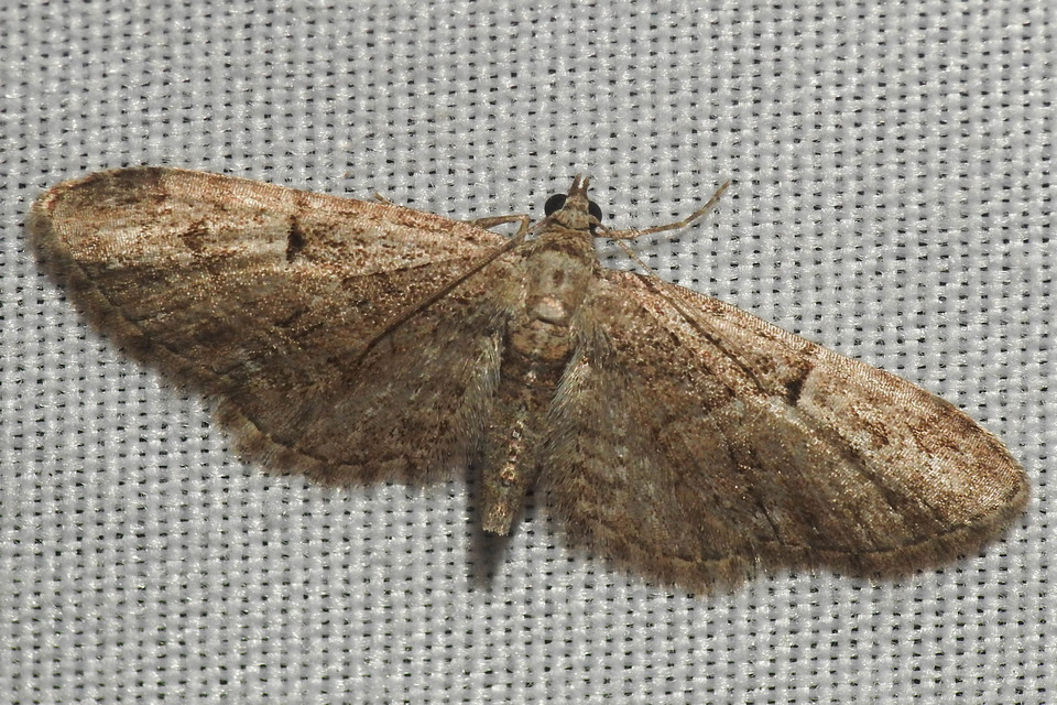 Eupithecia pusillata - lucfenyő-törpearaszoló