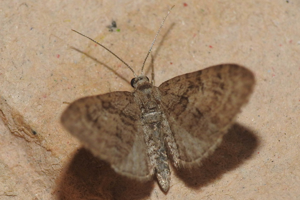 Eupithecia pusillata - lucfenyő-törpearaszoló