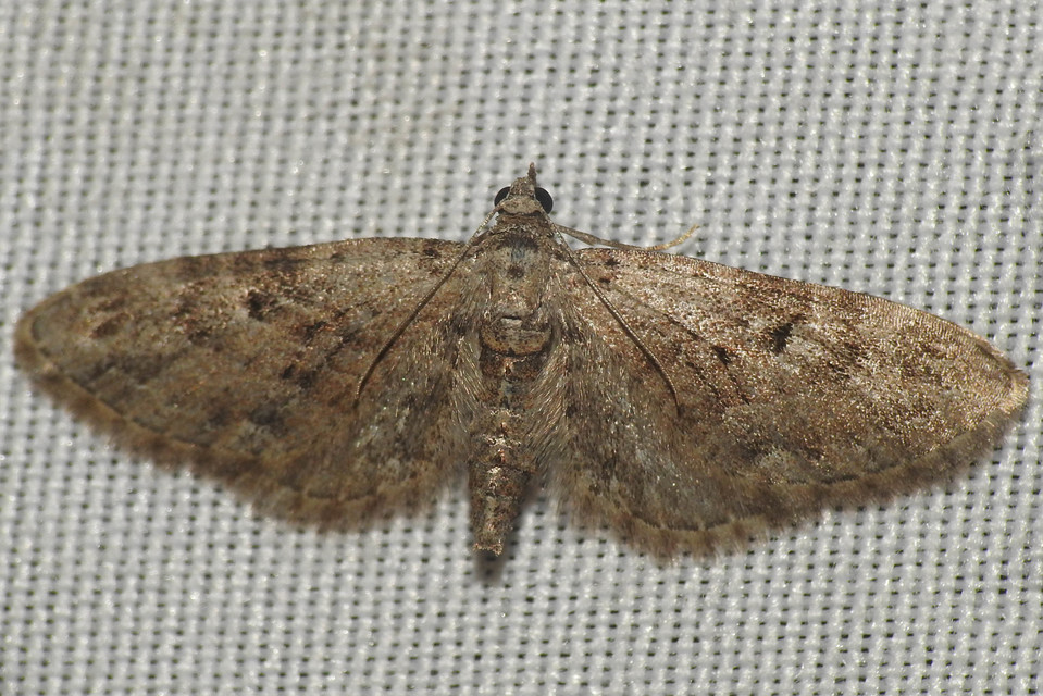 Eupithecia pusillata - lucfenyő-törpearaszoló