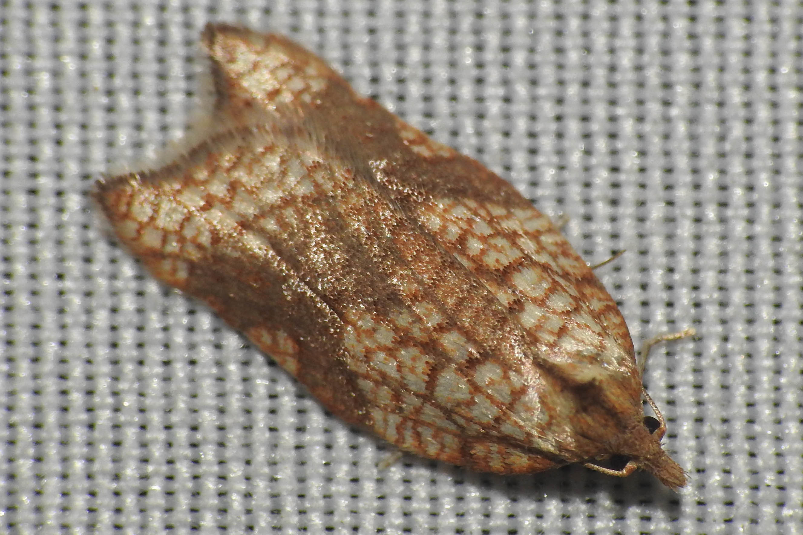 Acleris rhombana - cifra levélmoly