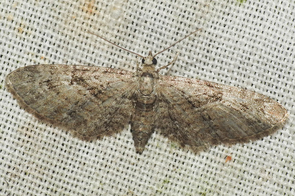 Eupithecia pusillata - lucfenyő-törpearaszoló