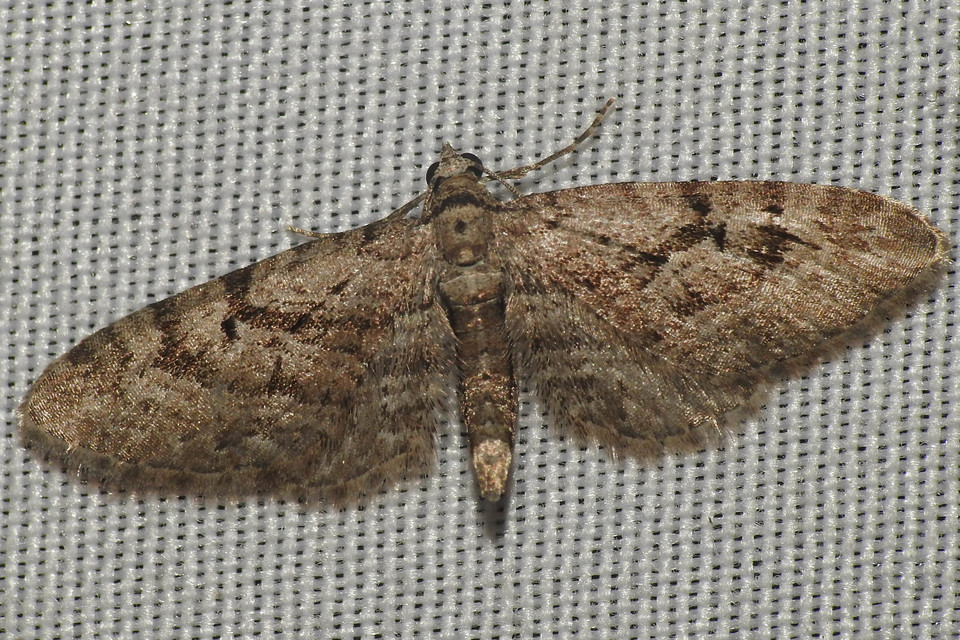 Eupithecia pusillata - lucfenyő-törpearaszoló