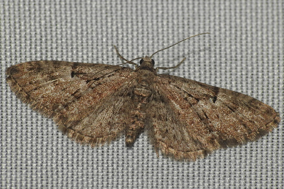 Eupithecia pusillata - lucfenyő-törpearaszoló