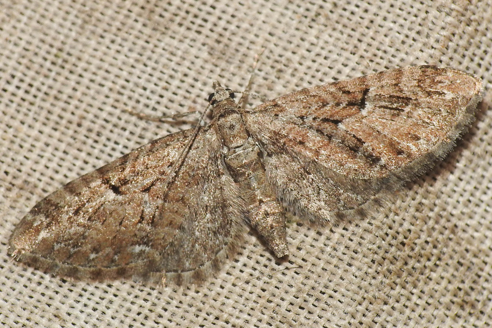 Eupithecia pusillata - lucfenyő-törpearaszoló