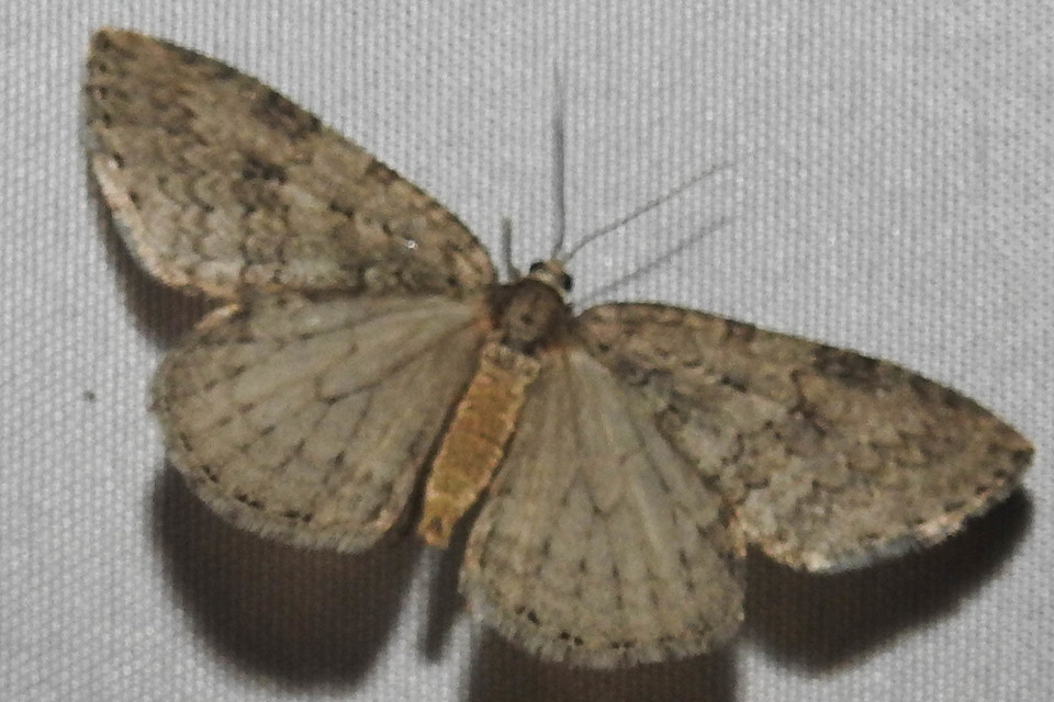 Epirrita christyi/dilutata