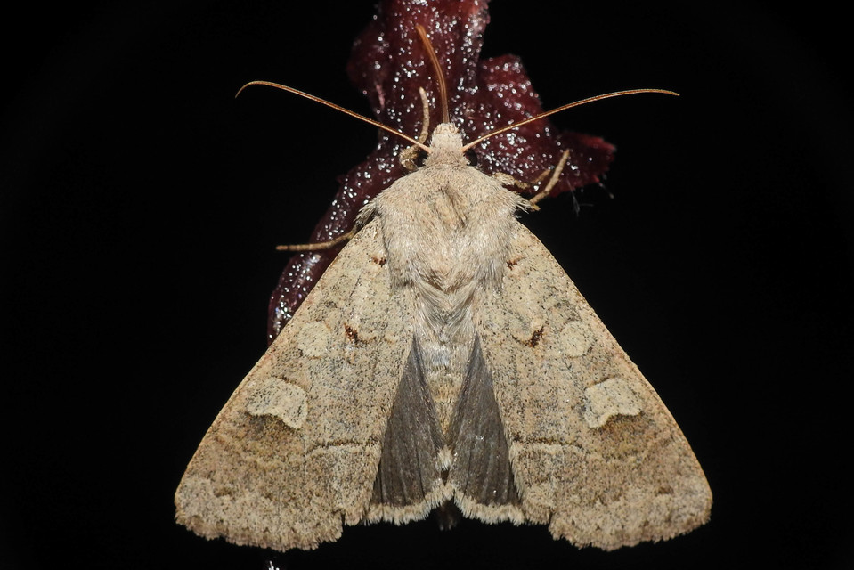 Ammoconia caecimacula - szürke őszibagoly