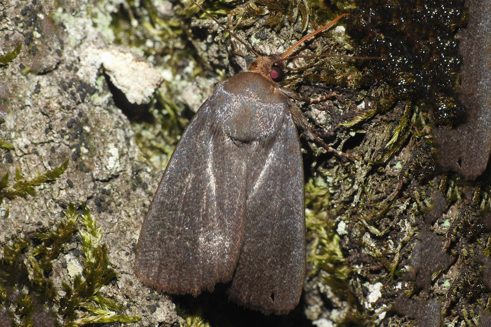Amphipyra livida - zsírfényű bagoly