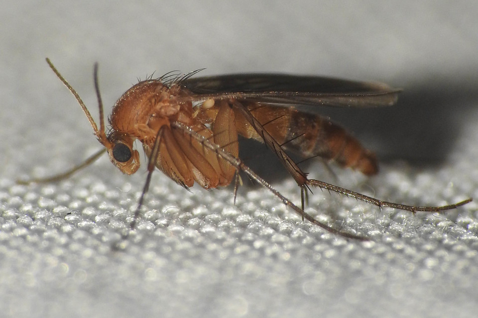 Mycetophilidae - gombaszúnyogok