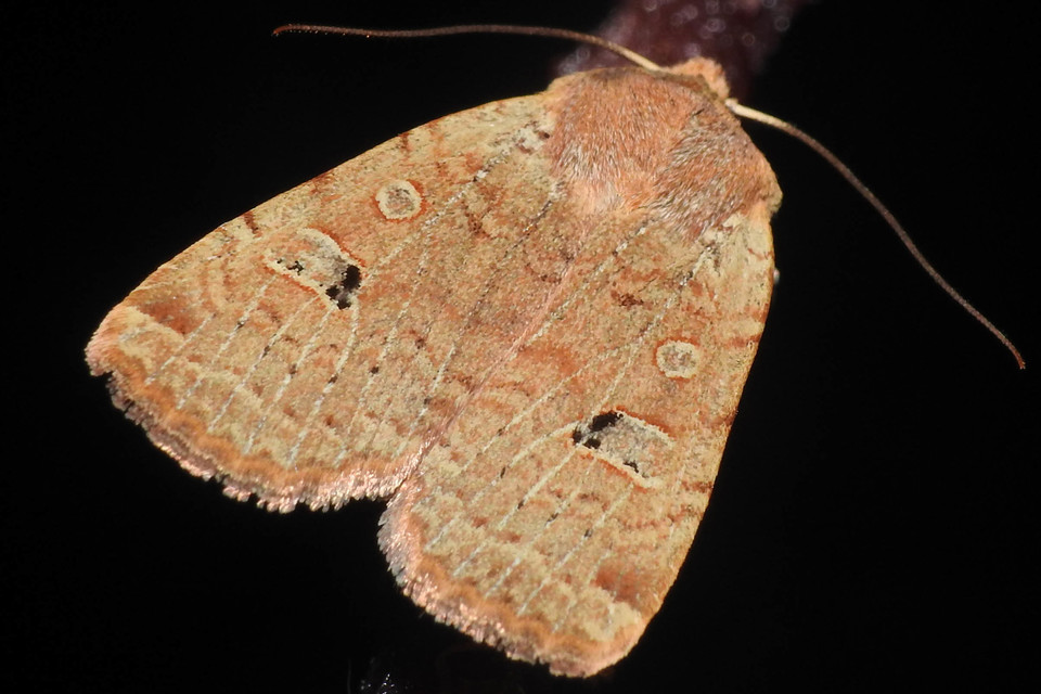 Conistra erythrocephala - vörösfejű őszibagoly