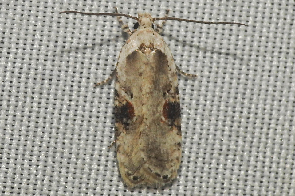 Agonopterix alstromeriana - bürök-laposmoly