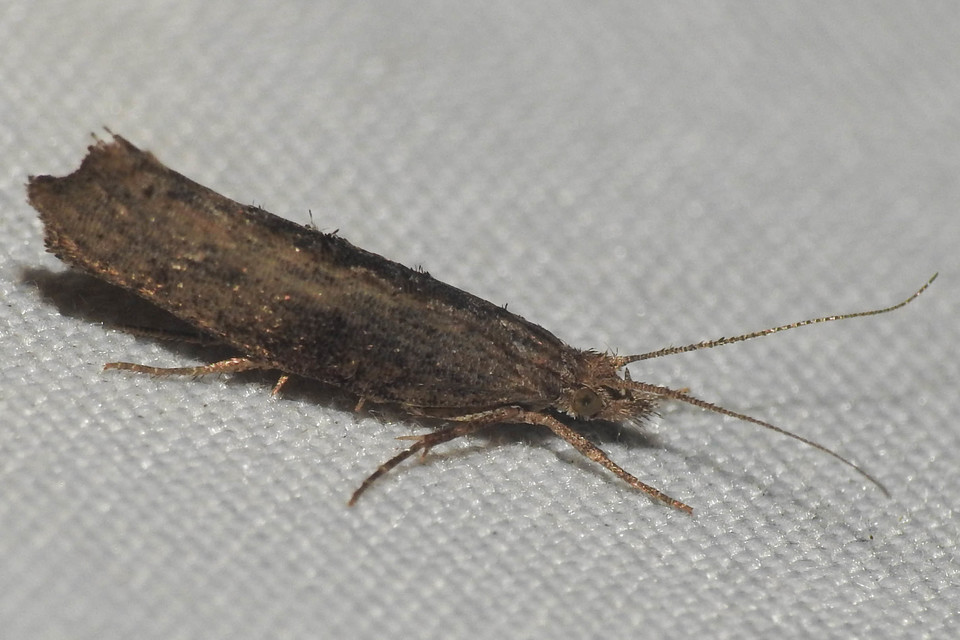 Ypsolopha horridella - kormos tarkamoly