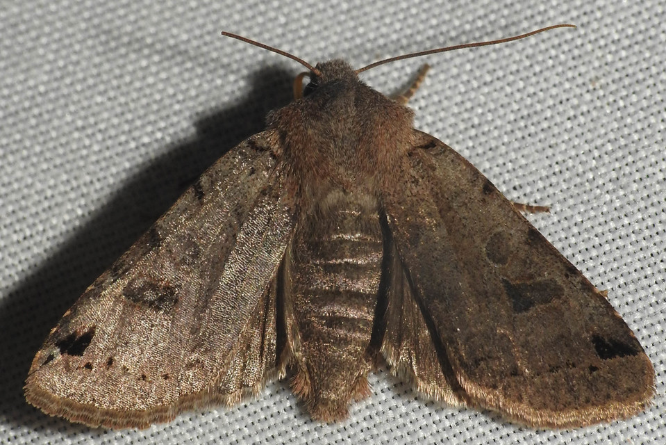 Anchoscelis litura - tarka őszibagoly