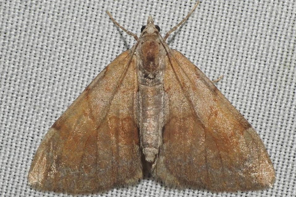 Pennithera firmata - sárgásvörös fenyőaraszoló