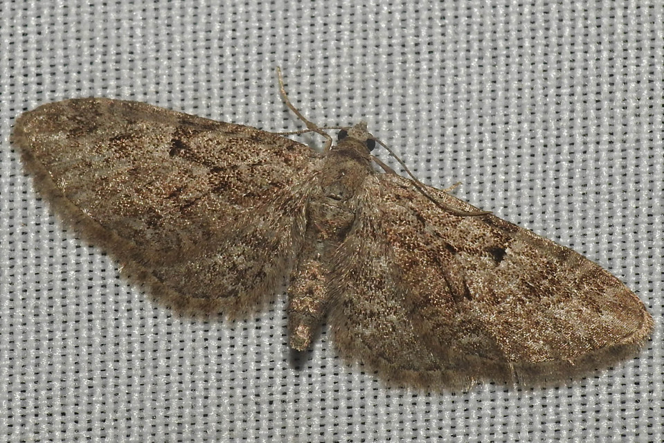 Eupithecia pusillata - lucfenyő-törpearaszoló