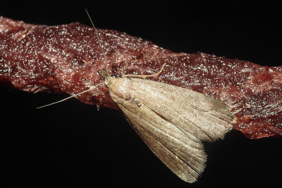 Schrankia costaestrigalis - keskenyszárnyú karcsúbagoly