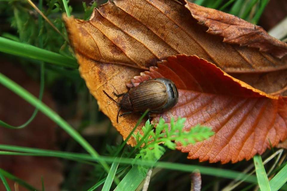 Chrysomelidae - levélbogárfélék