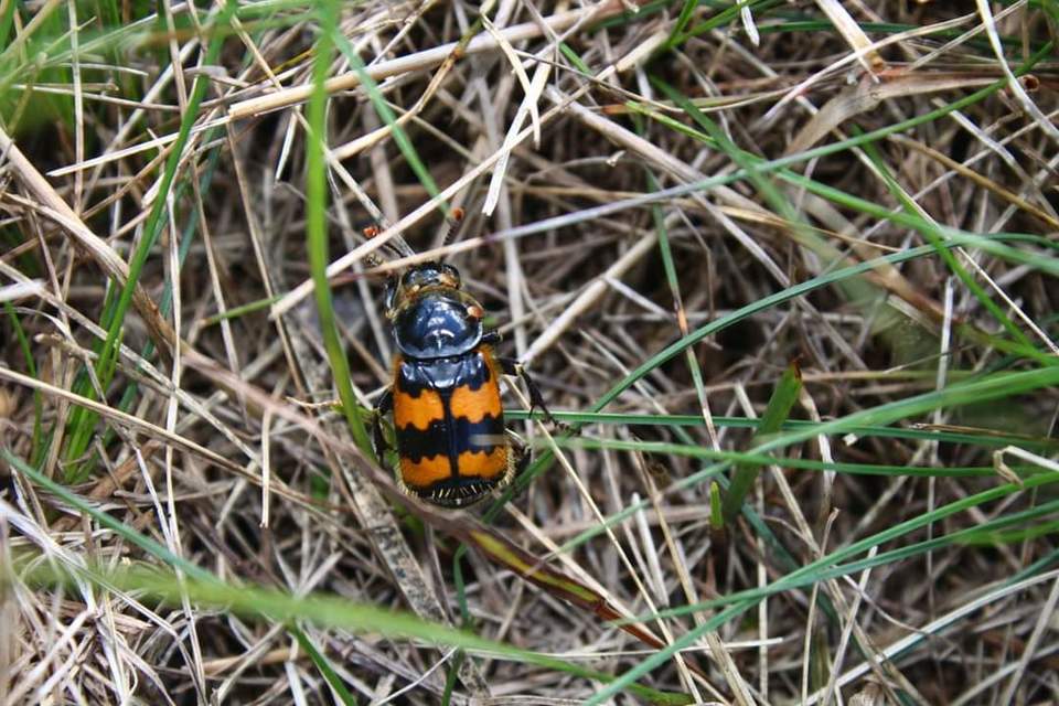 Nicrophorus vespillo - közönséges temetőbogár