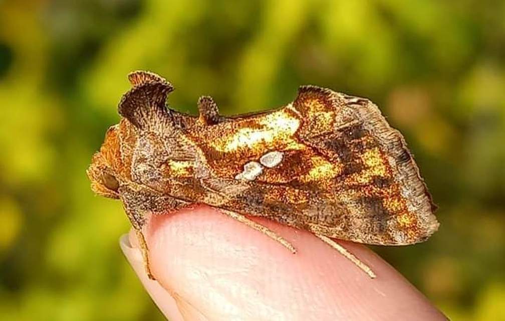 Chrysodeixis chalcites - déli aranybagoly