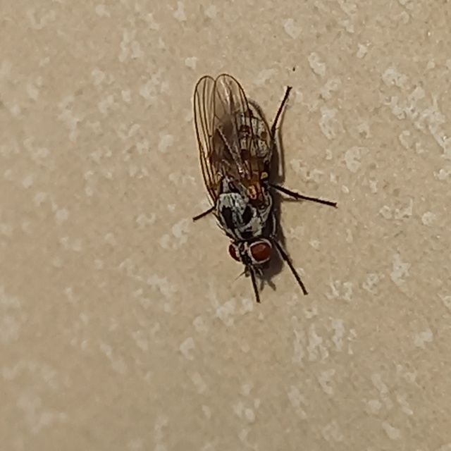Anthomyia