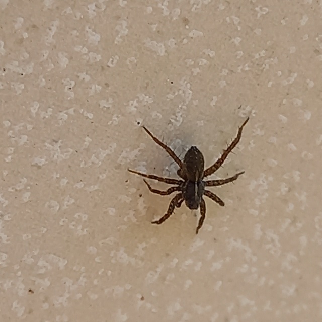 Pardosa