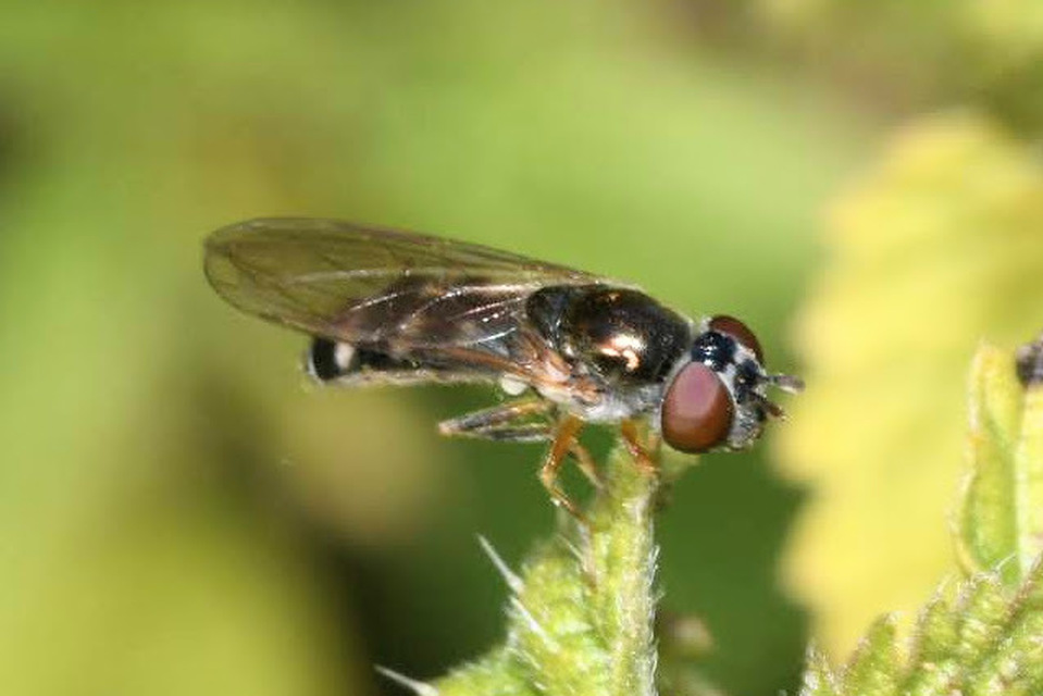 Platycheirus