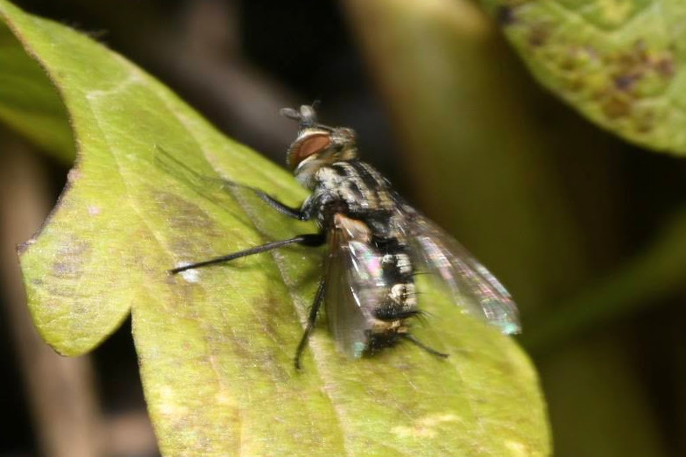 Nemorilla