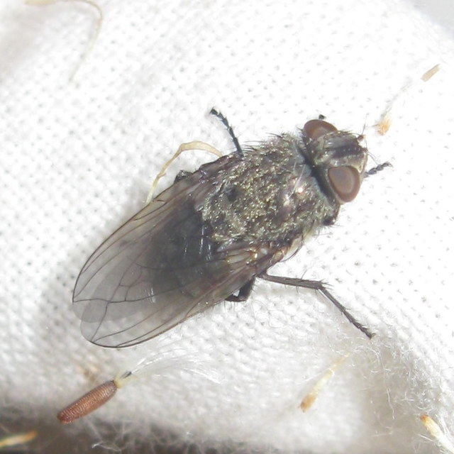 Pollenia