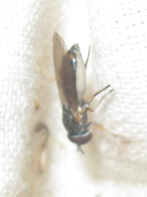 Melanostoma mellinum - gyakori fűzengőlégy