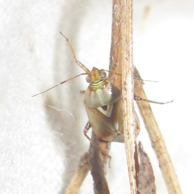 Lygus pratensis - változó mezeipoloska