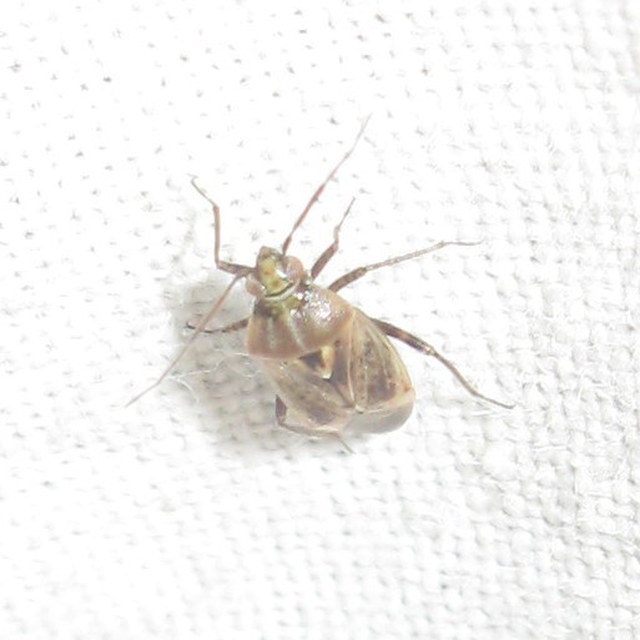 Lygus rugulipennis - molyhos mezeipoloska