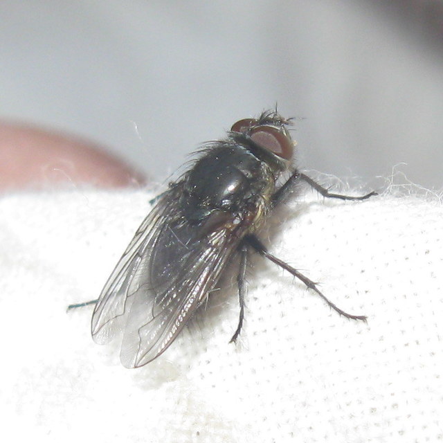 Calliphoridae - dongólegyek