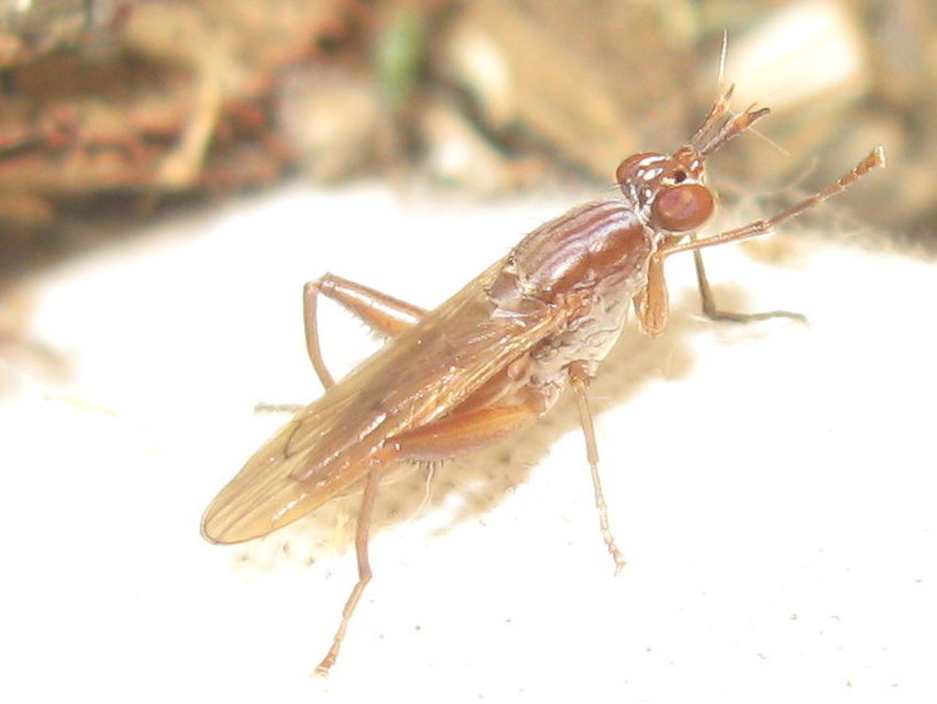 Sciomyzidae - szarvaslégyfélék